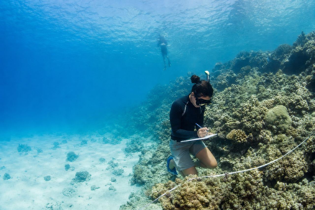 A marine scientist kneeling on a coral reef underwater, recording survey measurements on a slate along a transect line.